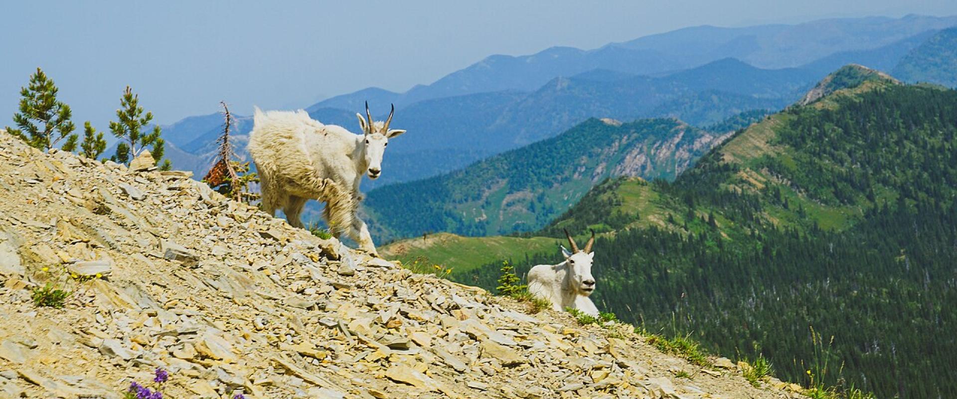 Mountain goats in the Jewel Basin Hiking Area