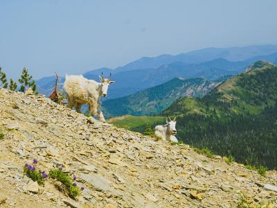 Mountain goats in the Jewel Basin Hiking Area