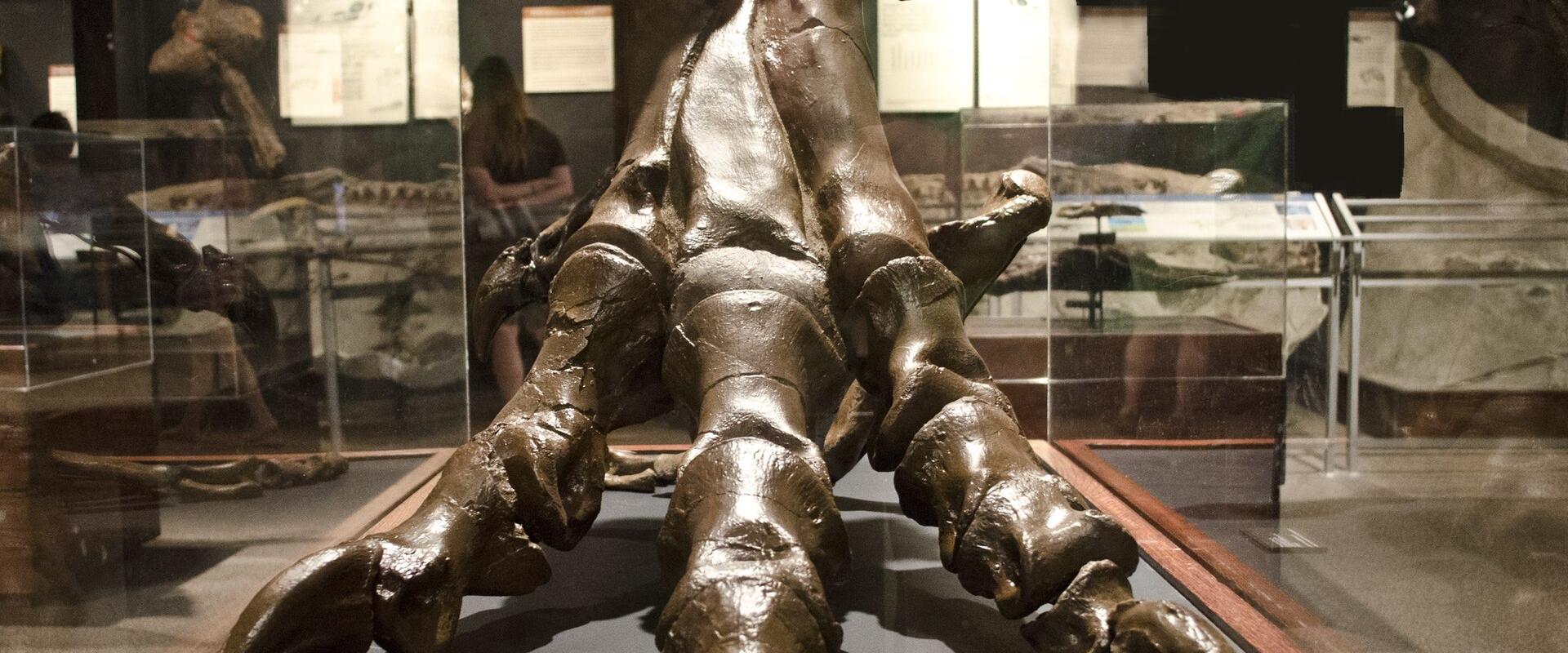 A large fossilized T. rex foot is displayed in a glass case within a museum, with a sign in the background reading "HIPHLODONTIC SMALL BOREAL RAPTORS".
