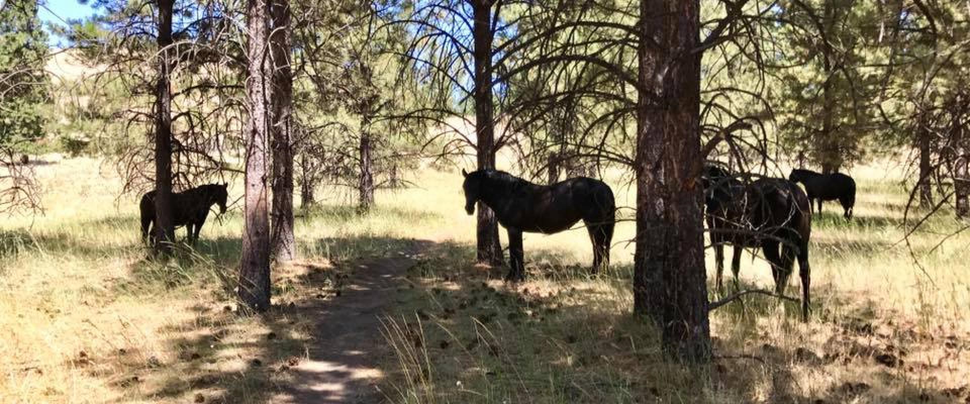 Wild Horse Island State Park, Bigfork, Montana