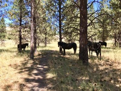 Wild Horse Island State Park, Bigfork, Montana