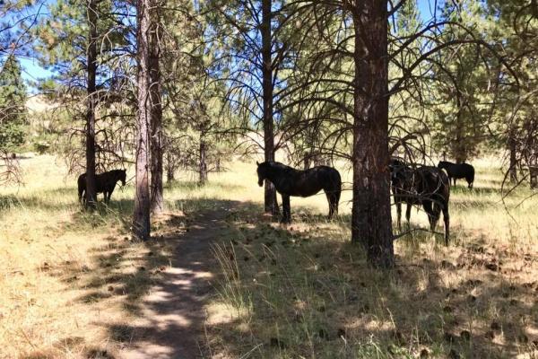 Wild Horse Island State Park