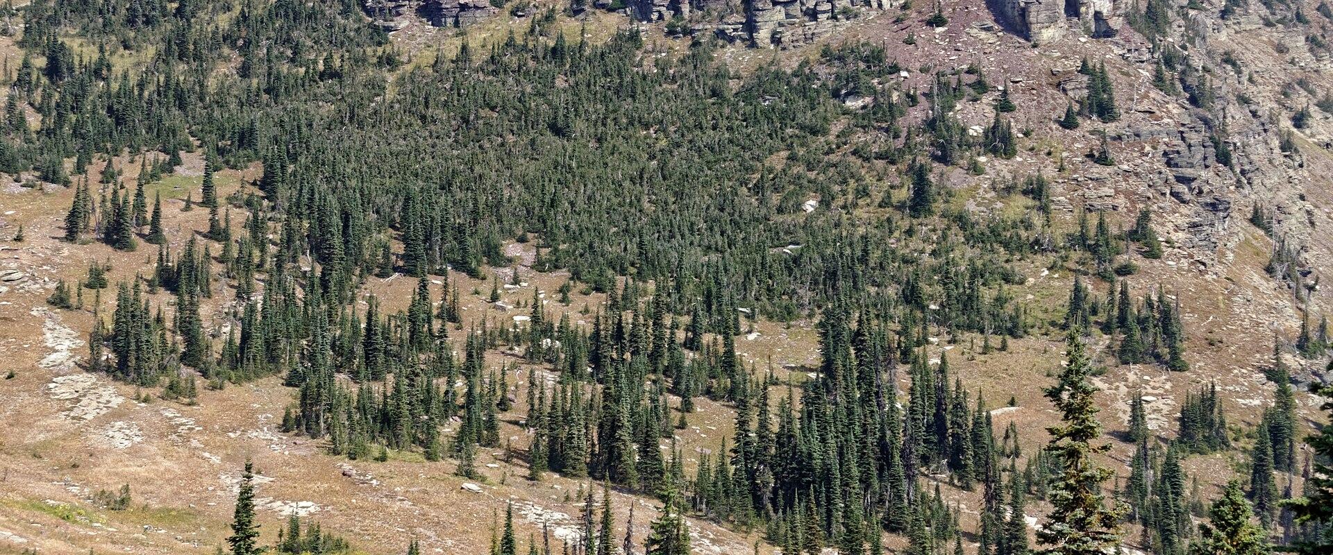 A scenic view of a forested mountain slope with a rocky summit, featuring a trail winding through the terrain.
