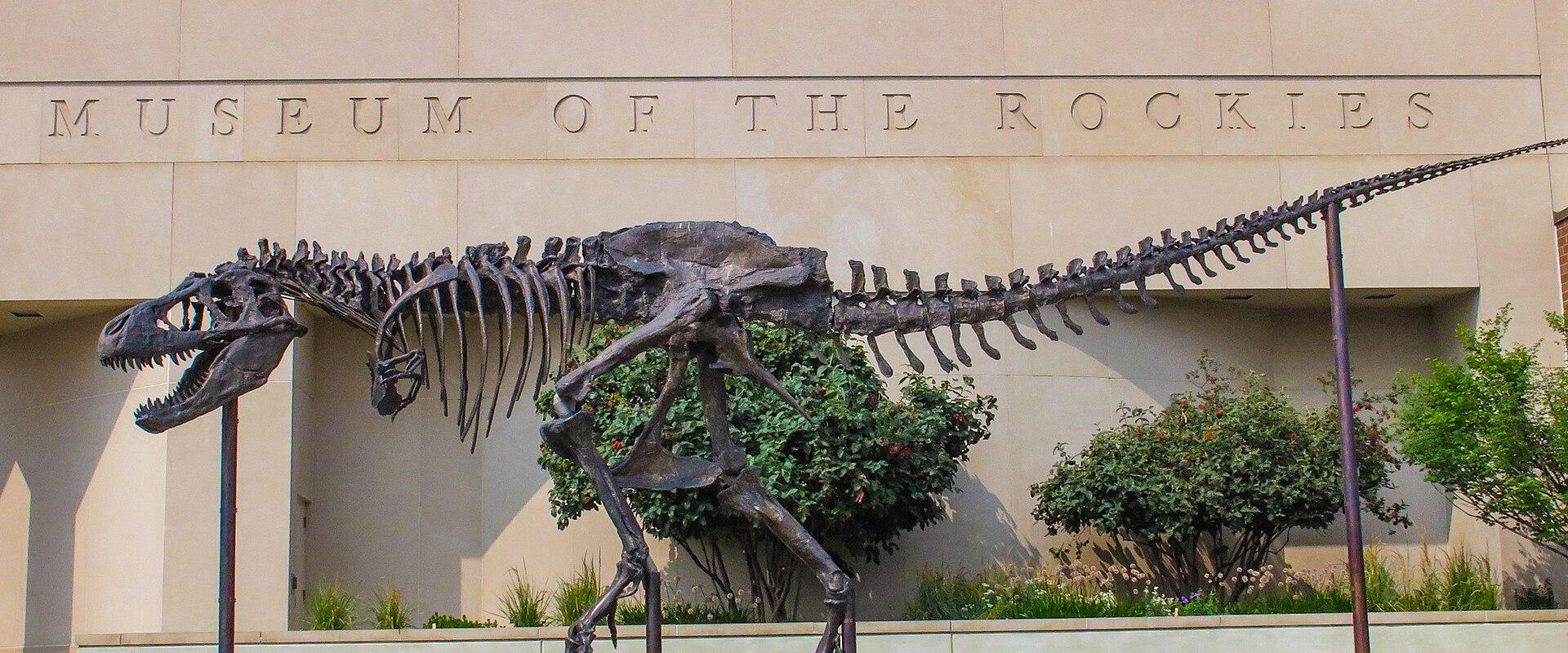 The image shows a large dinosaur skeleton mounted on poles in front of a beige stone building facade with the words "MUSEUM OF THE ROCKIES" carved into it.