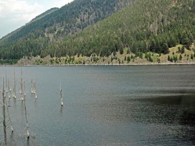 Dead trees standing in Earthquake Lake