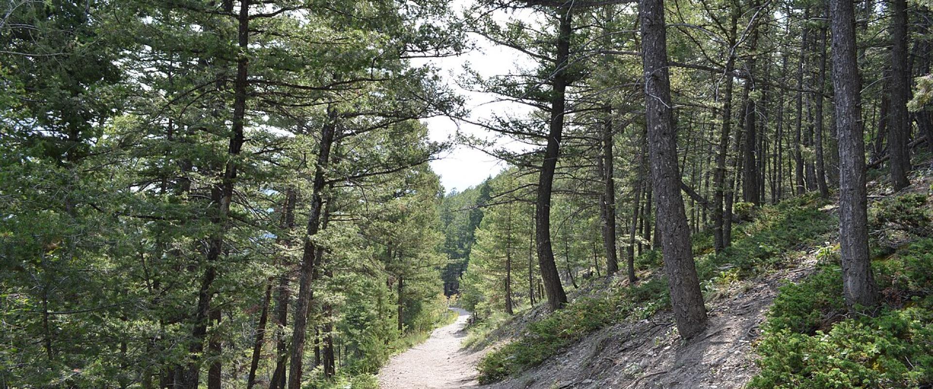 The 1906 Trail in Mount Helena City Park