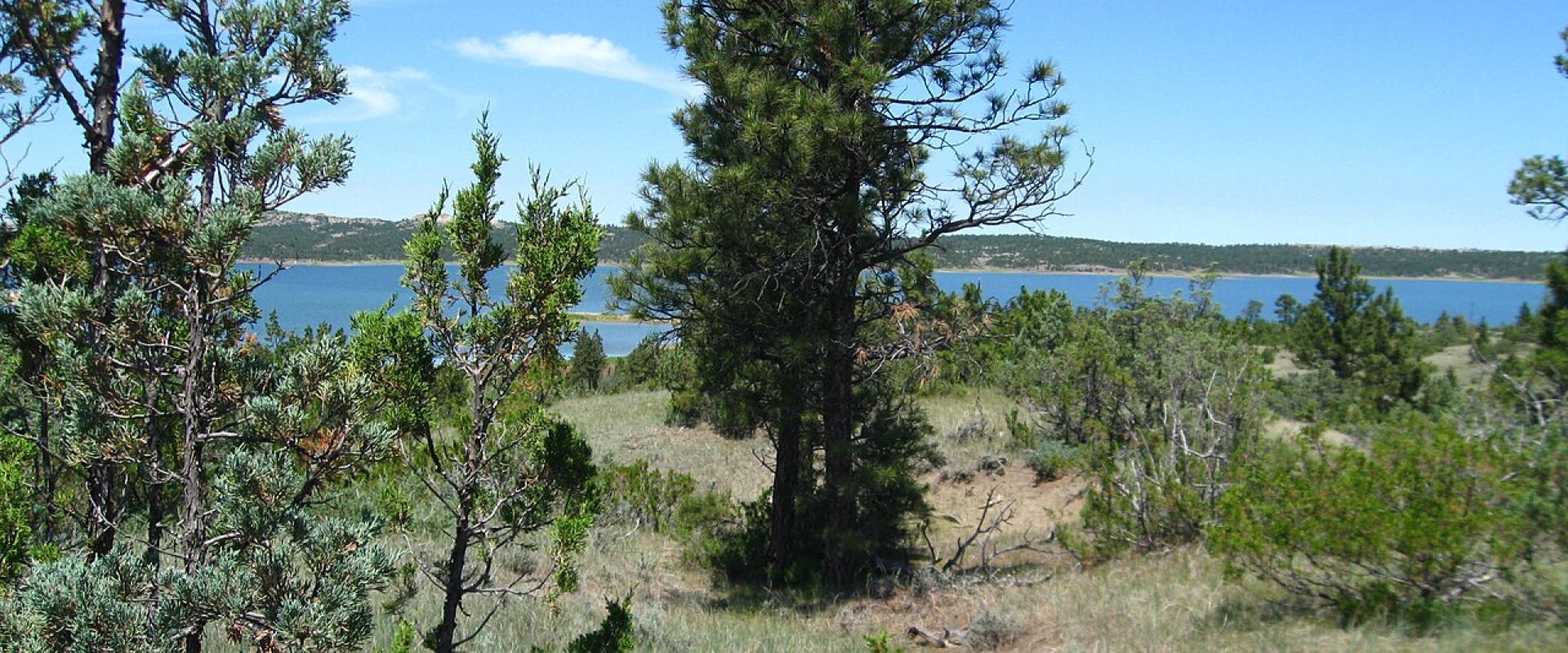 Fort Peck Lake seen through ponderosa pines on a summer day