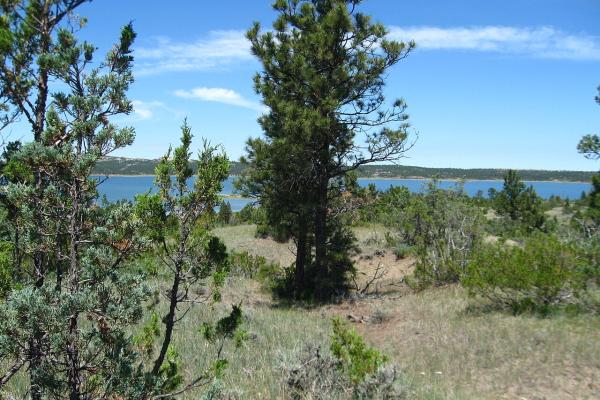 Fort Peck Lake seen through ponderosa pines on a summer day